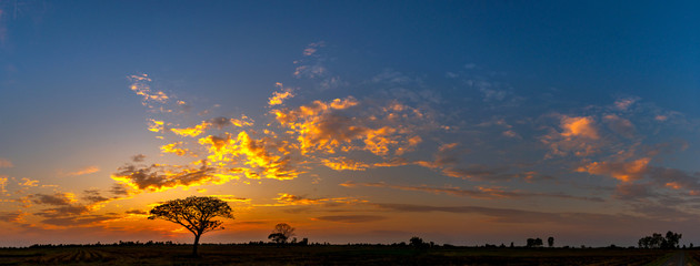 Panorama silhouette tree in africa with sunset.Tree silhouetted against a setting sun.