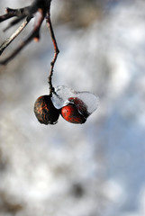 Branch of couple dry Crataegus (hawthorn, quickthorn, thornapple, May tree, whitethorn, hawberry) covered with ice, close up detail,  on the background of white snow
