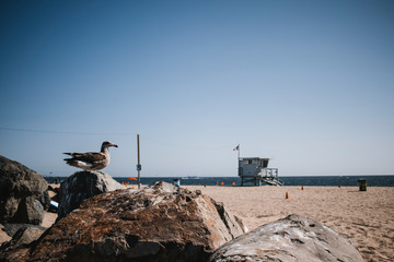 Fototapeta na wymiar Gull in front of lifeguard tower, Venice Beach, Los Angeles, California, USA
