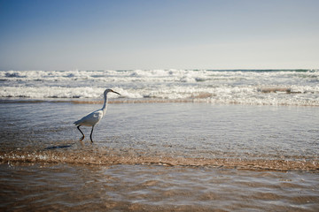 Lonely Bird at Venice Beach, Los Angeles, California, USA