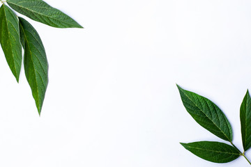 Obraz premium green leaves isolated on white background, fresh green leaves