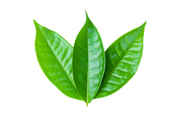 green tea leaves isolated on white background, fresh green leaves