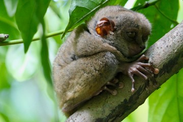 Tarsier with sleepy eyes, small primate, on branch in nature, Bohol, Philippines