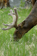elk in the wild