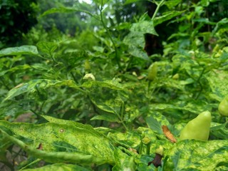 Fresh green chili with leaves in the nature background