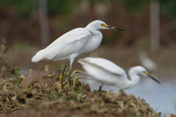 wild white egret (egretta thula) in a wet farming location in search of food