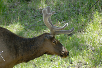 close up on elk
