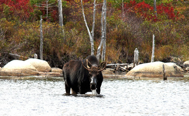 moose watching you 