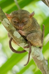 Sleepy tarsier with half closed eyes and long tail, small primate, on branch in nature, Bohol, Philippines