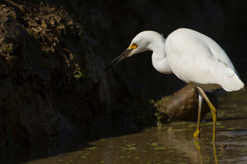 white egret in a wet farming location in search of food