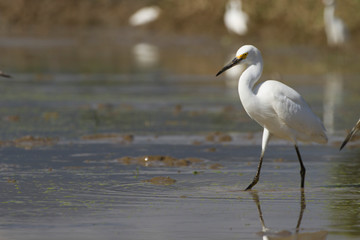 Obraz premium white egret in a wet farming location in search of food