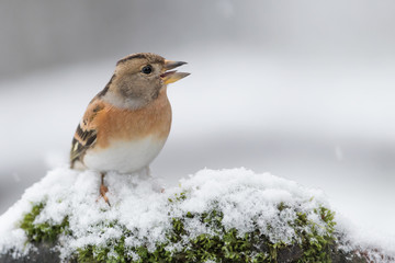 The Brambling under unexpected snowstorm (Fringilla montifringilla)