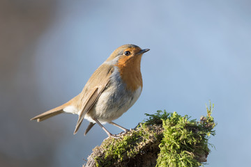 The robin at sunrise (Erithacus rubecula)