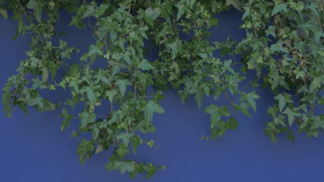 Ivy plants in front of a blue screen.