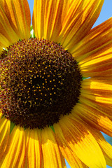 Detail of a Sunflower lit by the summer sun  against a blue sky.