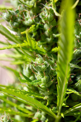 Detail of a female Marijuana plant - Cannabis Sativa - flower, growing outdoors in the sun.