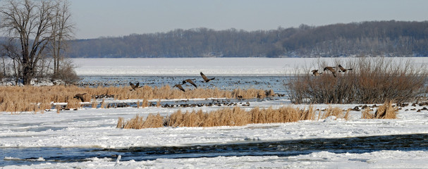 geese flying away 