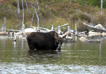 moose in water 