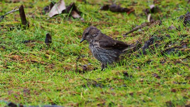 รูปภาพMelanodryas เลือกดูภาพถ่ายสต็อก เวกเตอร์ และวิดีโอ45 Adobe Stock