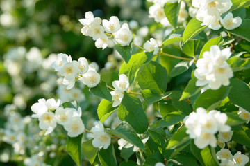 Close up of white jasmine flowers in a garden. Flowering jasmine bush in sunny summer day. Nature background.