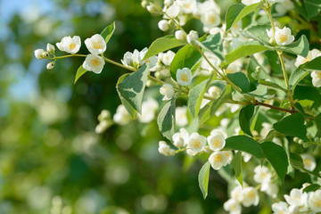 Fototapeta premium Close up of white jasmine flowers in a garden. Flowering jasmine bush in sunny summer day. Nature background.