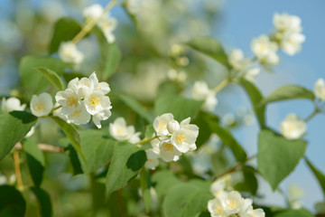 Fototapeta premium Close up of white jasmine flowers in a garden. Flowering jasmine bush in sunny summer day. Nature background.