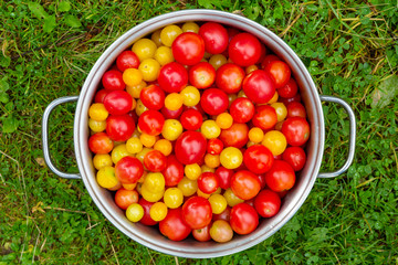 A cooking pot ful of freshly harvested Cherry Tomatoes - Solanum lycopersicum - seen from above outside in the grass.
