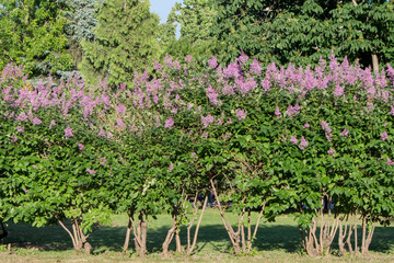 Fototapeta na wymiar lilac Adult tall bushes form a single landscape composition. Plants in full growth.