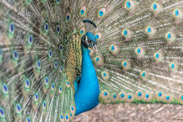 Naklejka premium Paon