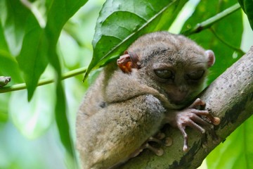 Sleepy tarsier with half closed eyes, small primate, on branch in nature, Bohol, Philippines