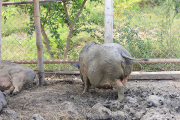 The Pig playing in pool mud look like boar at farm