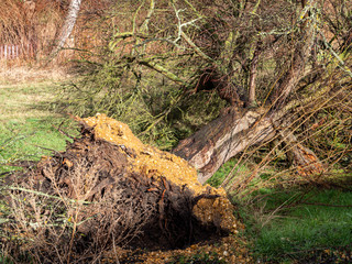 entwurzelter Baum nach einem Sturmschaden
