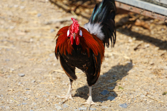 The fighting cock play in farm at thailand