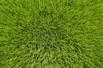 The green baby rice field in thailand for rice background