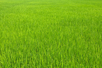 The green baby rice field in thailand for rice background