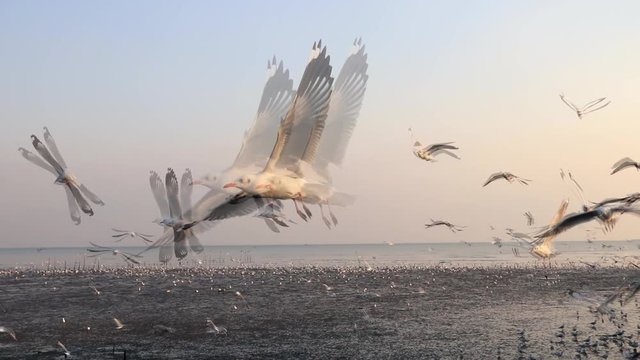 Segull Flying in the Sky