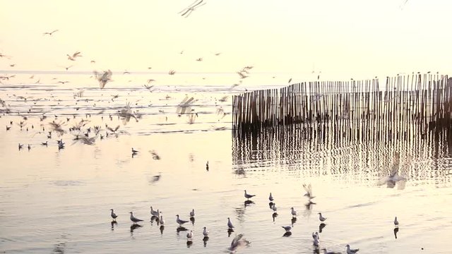 Segull Flying in the Sky