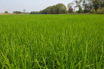 The green baby rice field in thailand for rice background