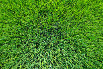 The green baby rice field in thailand for rice background