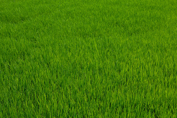 The green baby rice field in thailand for rice background