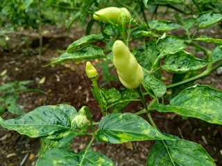 Fresh green chili with leaves in the nature background