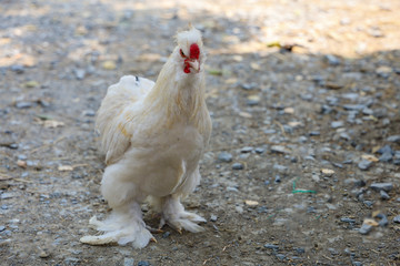 The white  Silky Chicken walking in garden at thailand