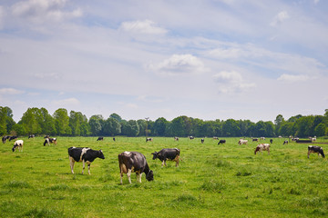 Holstein Cows Grazing On A Green Meadow