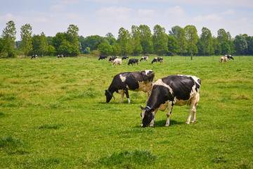 Holstein Cows Grazing On A Green Meadow