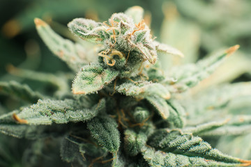 Fresh green weed In details. Marijuana bud close up. Macro trichomes cannabis. Indica flower. CBD...