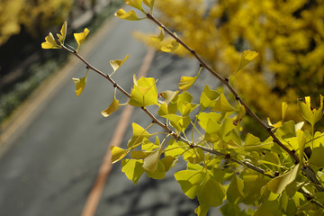 アスファルト舗装の道路と銀杏並木
