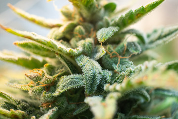 CBD THC in Pot. Marijuana bud close up. Fresh green weed In details. Macro trichomes cannabis....