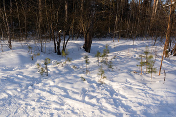Small pine trees in snow in winter forest in sunny day