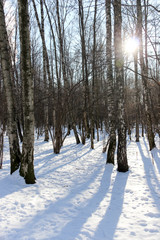 Fototapeta premium Snow forest in winter beautiful landscape