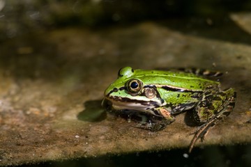 a green frog half-submerged in water basks in the sun on the edge of the pool